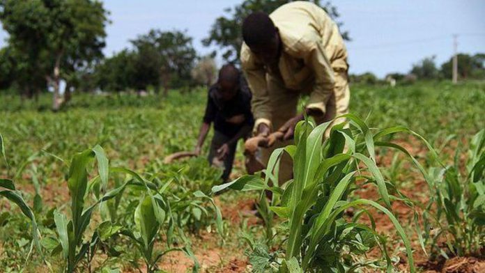 Nigeria Empowers Unemployed Gombe Youths With Agricultural Skills, â¦50,000 Grants