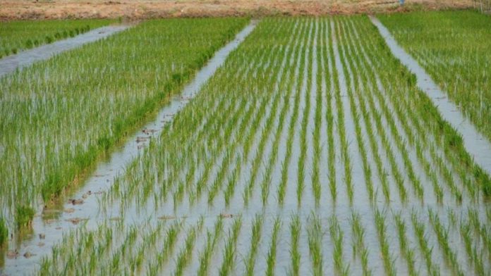 Nigerian Government Inaugurates WACOT Rice Outgrower Scheme To Boost Food Security
