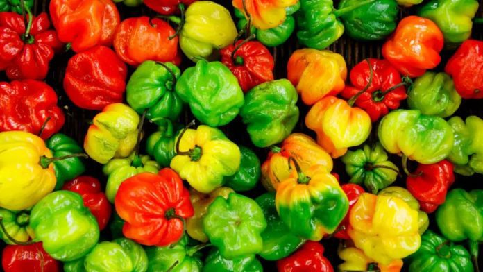 Nigeria Trains 400 Kaduna Youths, Women On Tomato, Pepper Production