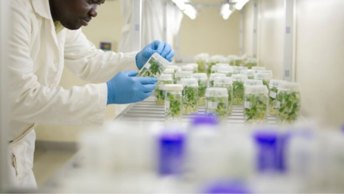 Nigeria To Release More High-Yielding Crop Varieties After TELA Maize Success
