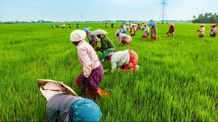 FG to create million of jobs agriculture