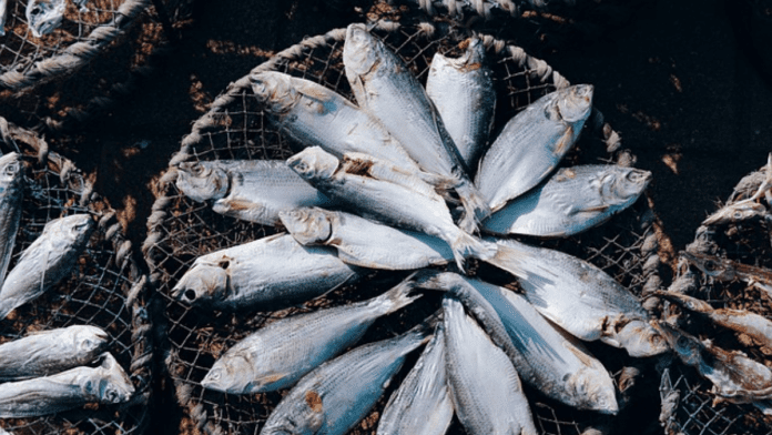 Aquaculture Production