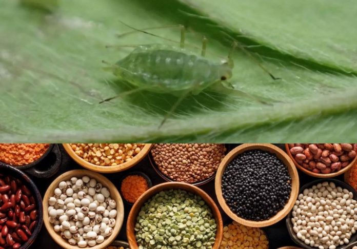 Bluegreen Aphids