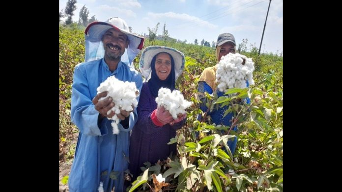 Egypt Cotton