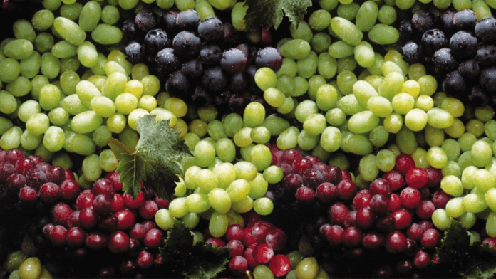 Chilean Table Grape