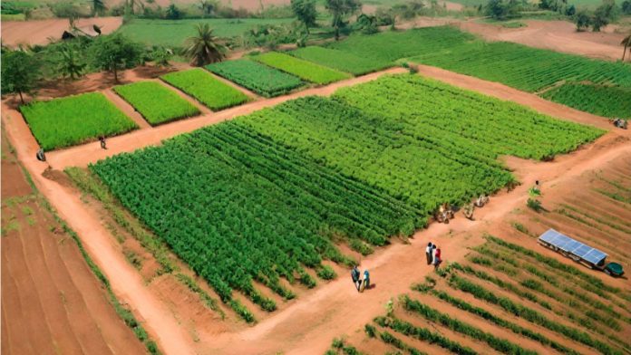Pressure Group Applauds Tinubu's 500,000 Hectare Farming Plan To Beat Food Inflation