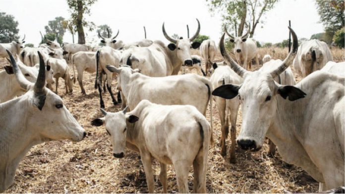 Nigerian Animal Health Workers Call For Government Support To Reinvigorate Livestock Industry