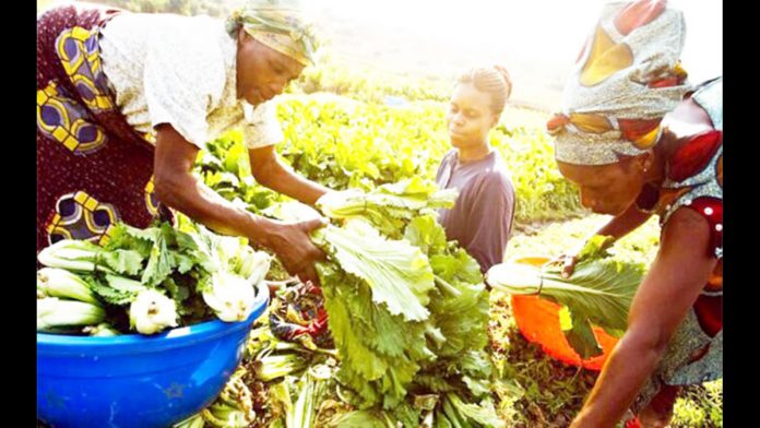 women farmers at work in a farm