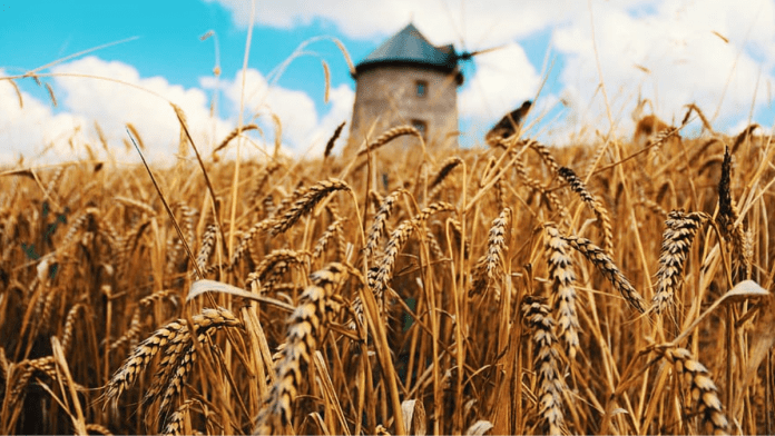 Farm