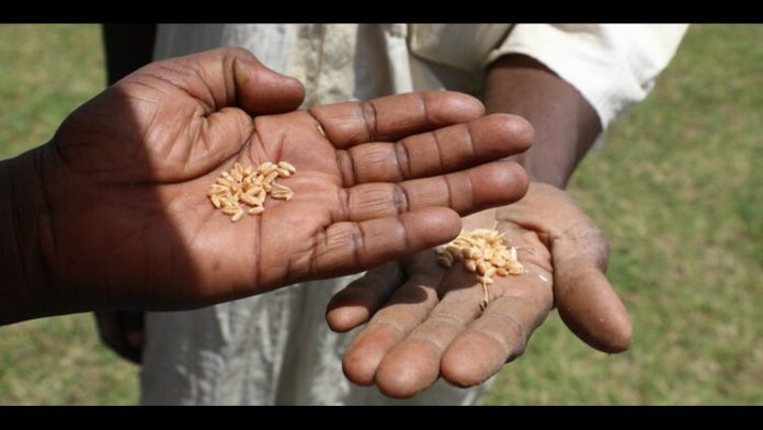 wheat seed production workshop