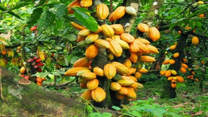cocoa farm
