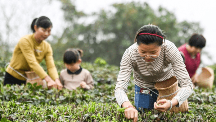 Chinese Farmers Prepare For Yushui
