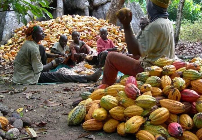 cocoa farm