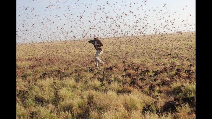 Egypt Locust Infestation