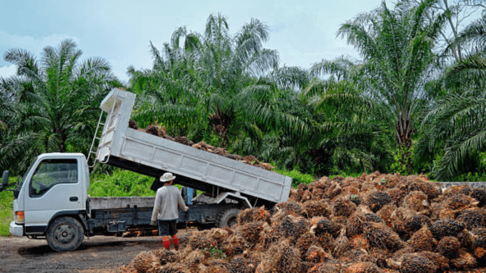 Palm Oil Farming