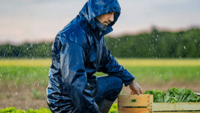 rains in Argentina bring relief to soybean and corn crops