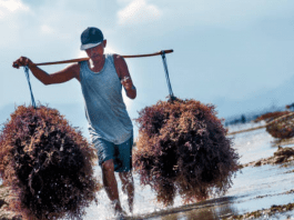 Seaweed production