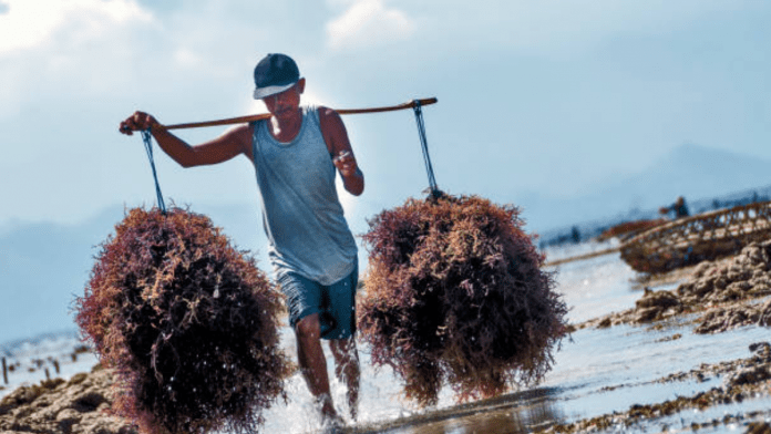 Seaweed production