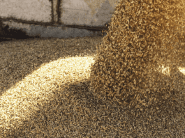 Ukraine Grain