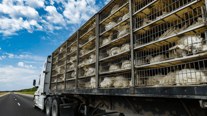 Animal Transport