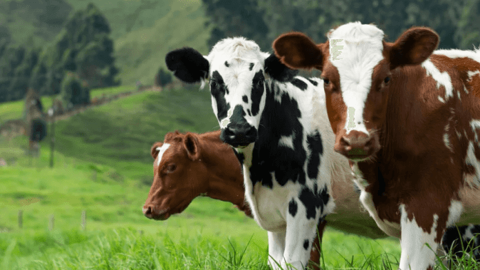New Federal Ministry of Livestock Development To Spend ₦10 Trillion In Ten Years
