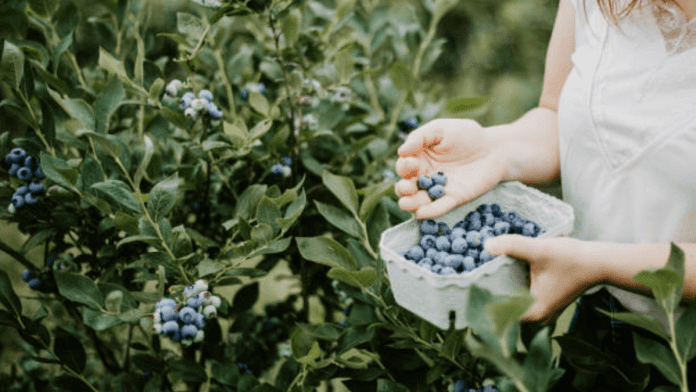 blueberry season