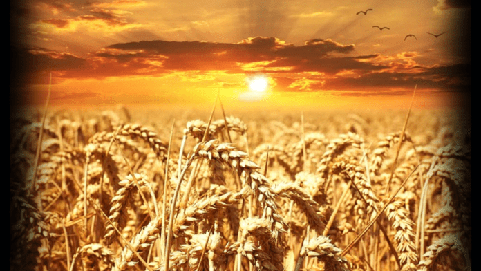 Canadian wheat