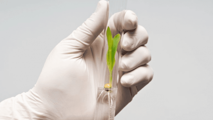 gene-edited plants