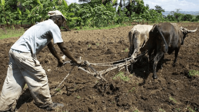 Haitian Hunger Crisis