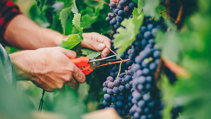 grape vines