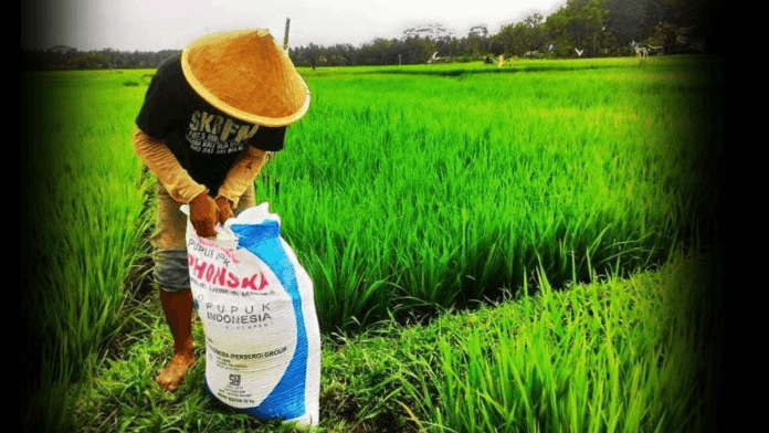 Pupuk subsidized fertilizer
