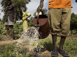 Sahel Agriculture