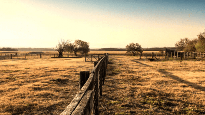 Pampa grassland