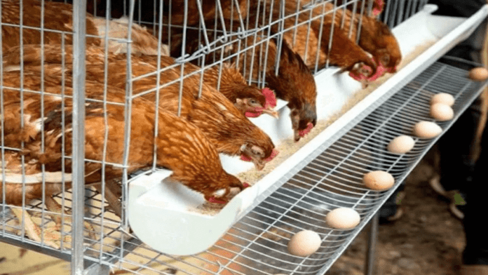 FACCO West Africa Champions Automation For Poultry Businesses