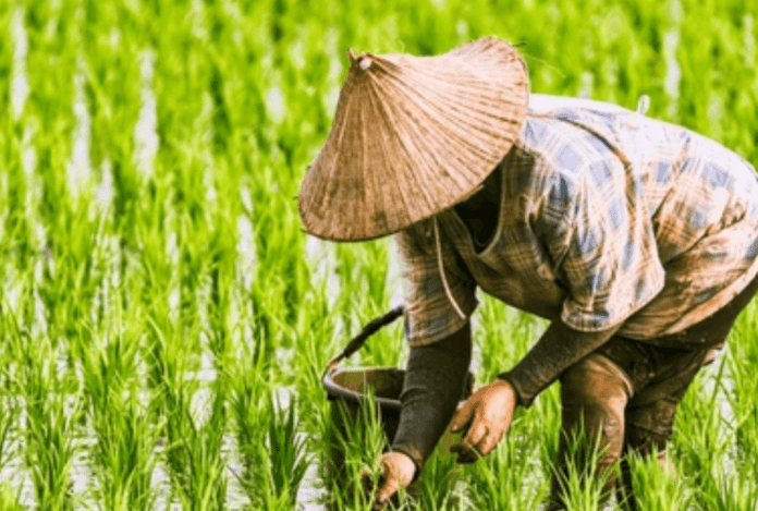 farmer