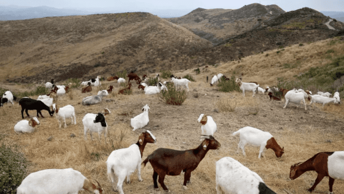 minnesota goat