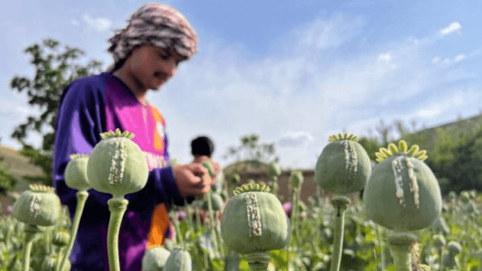 Opium Cultivation