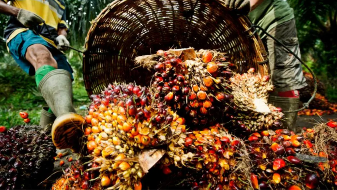 palm oil