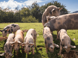 livestock farming