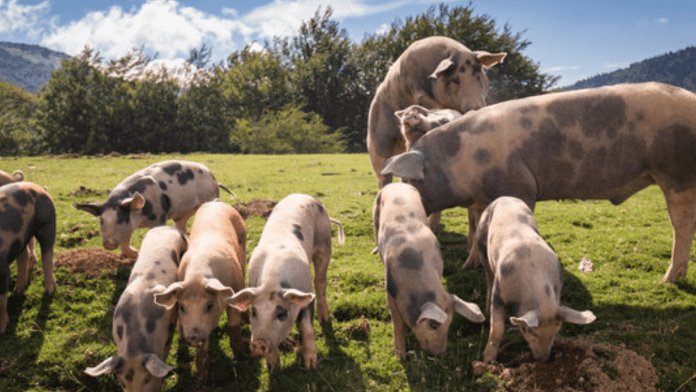 livestock farming