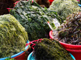 seaweed market