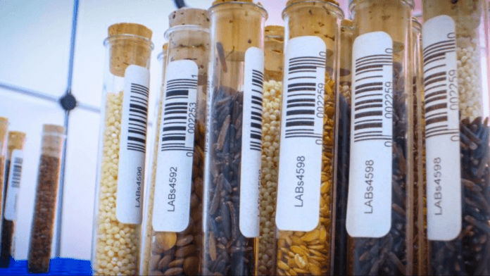 Seeds
