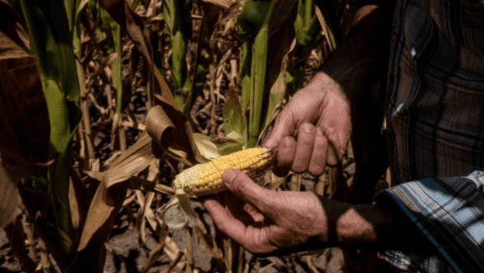 corn crop
