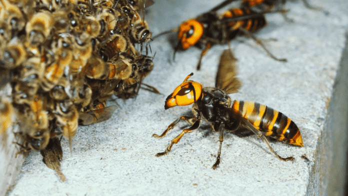 Asian hornets