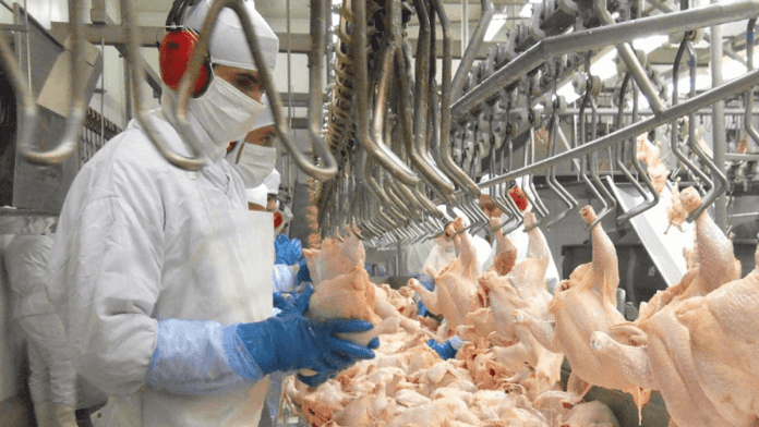 Brazilian Chicken Export