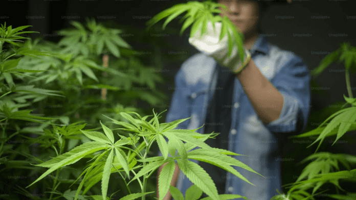 recreational cannabis