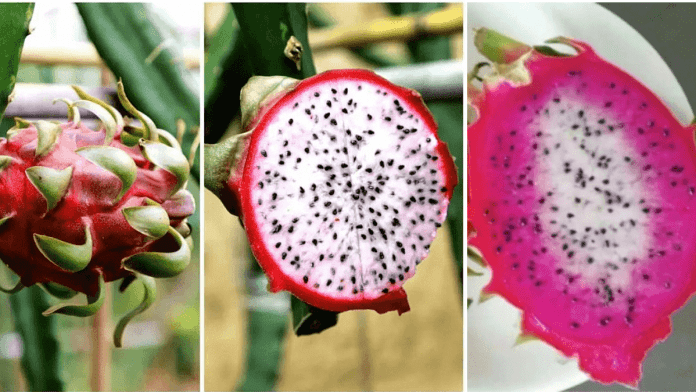 Two Color Dragon Fruit