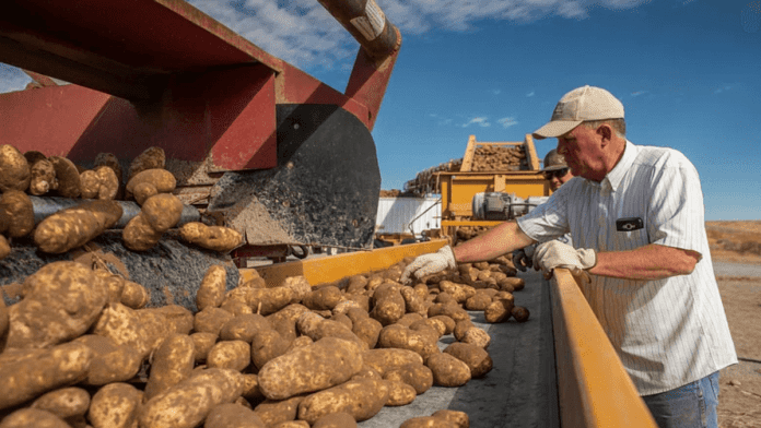 Egyptian potato exports