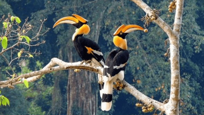 hornbills
