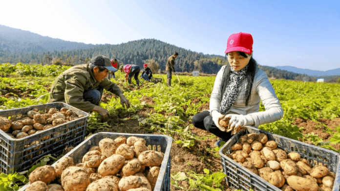 International Day of Potato